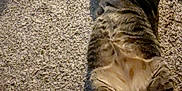 Ralphie joined the competition — help win amazing prizes! cat, tabby, carpet, indoor, stretching, pet_bed, fur, relaxed, animal, floor, home, cozy, sleeping, paws, whiskers, mammal, domestic, feline, resting, sunbeam