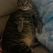 Ralphie joined the competition — help win amazing prizes! cat, tabby, pet, animal, indoor, couch, relaxed, feline, striped, fur, seated, cozy, home, comfort, mammal, whiskers, paws, face, ears, blanket