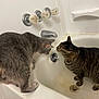 Ralphie is registered to the contest to win money with this photo: cat, bathtub, faucet, drain, curious, pet, indoor, animal, gray_cat, striped_cat, home, plumbing, sanitaryware, floor, wall, closeup, two_animals, mammal, domestic_cat, pet_care
