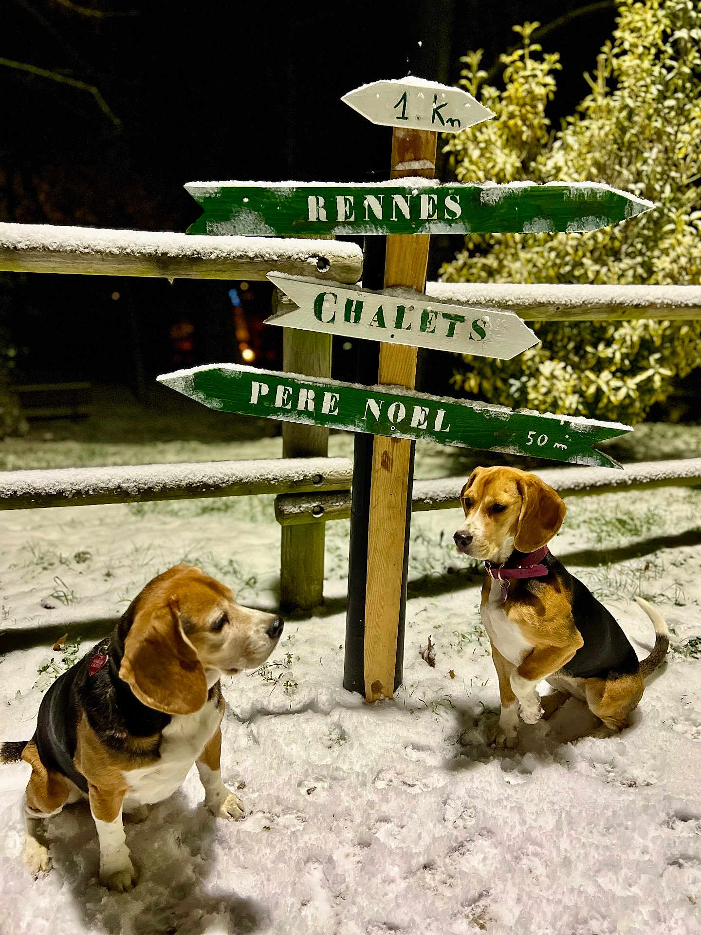 Leo Et Alice participe au concours pour gagner de l'argent avec cette photo : dog, beagle, snow, night, signpost, wooden_fence, outdoor, pet, animal, winter, cold, nature, grass, leaf, park, canine, mammal, collar, curious, sitting