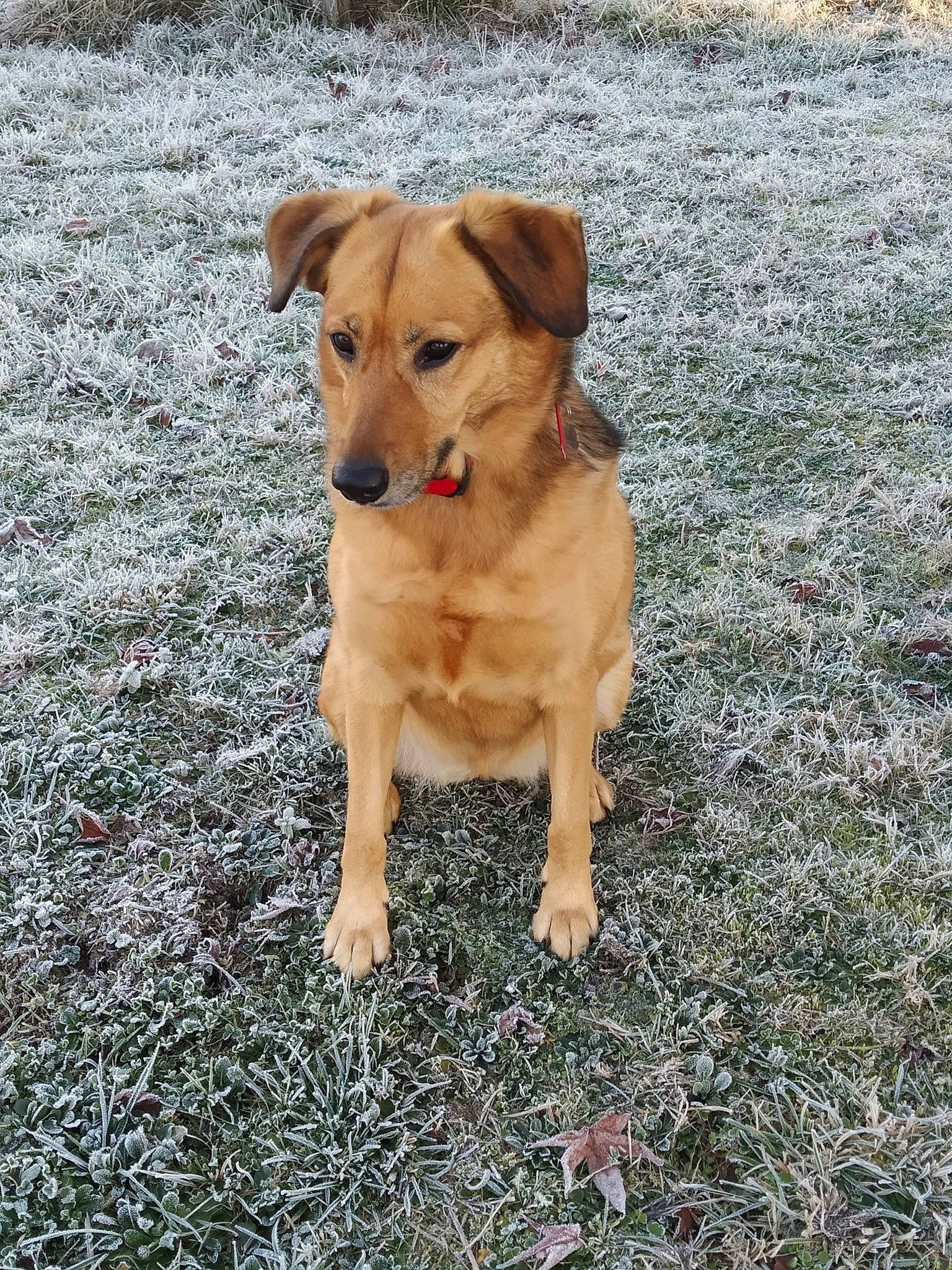 Naya a rejoint le concours — aidez-le/la à gagner de superbes lots ! canidae, carnivore, collar, companion_dog, dog, dog_breed, dog_collar, fawn, grass, plant, retriever, road_surface, snout, soil, sporting_group, street_dog, tail, whiskers, working_animal, working_dog