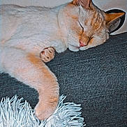 Pickhatchu participe au concours pour gagner de l'argent avec cette photo : cat, sleeping_cat, pet, indoor, couch, cushion, pillow, paw, whiskers, nap, domestic_cat, fur, closeup, cozy, relaxed, ear, pink_nose, sofa, blanket, home_interior