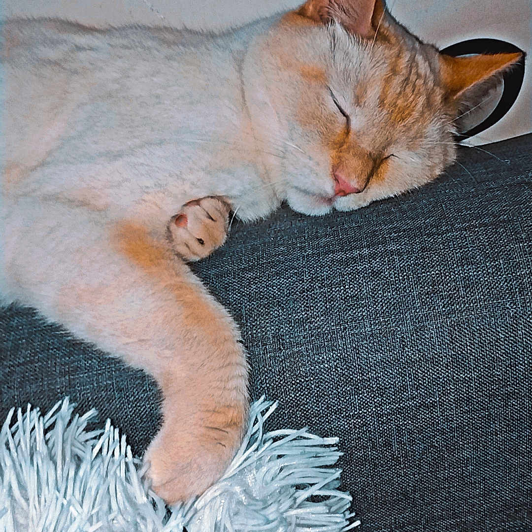 Pickhatchu participe au concours pour gagner de l'argent avec cette photo : blanket, cat, closeup, couch, cozy, cushion, domestic_cat, ear, fur, home_interior, indoor, nap, paw, pet, pillow, pink_nose, relaxed, sleeping_cat, sofa, whiskers