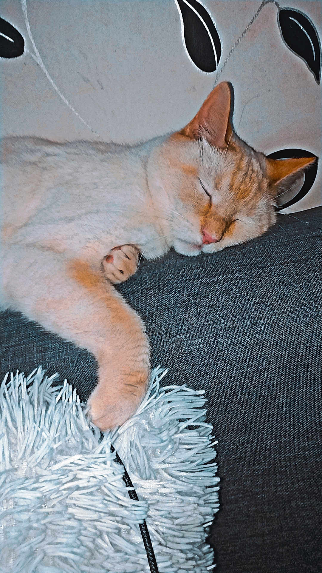 Pickhatchu participe au concours pour gagner de l'argent avec cette photo : cat, sleeping_cat, pet, indoor, couch, cushion, pillow, paw, whiskers, nap, domestic_cat, fur, closeup, cozy, relaxed, ear, pink_nose, sofa, blanket, home_interior