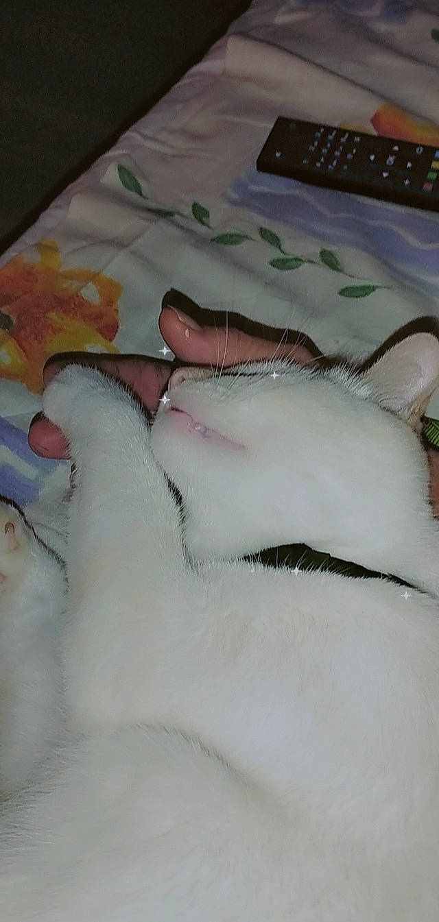 Pickatchu participe au concours pour gagner de l'argent avec cette photo : art, carmine, comfort, computer_keyboard, drawing, felidae, fish, flesh, fur, illustration, input_device, linens, office_equipment, painting, pattern, peach, peripheral, small_to_medium_sized_cats, space_bar, tail