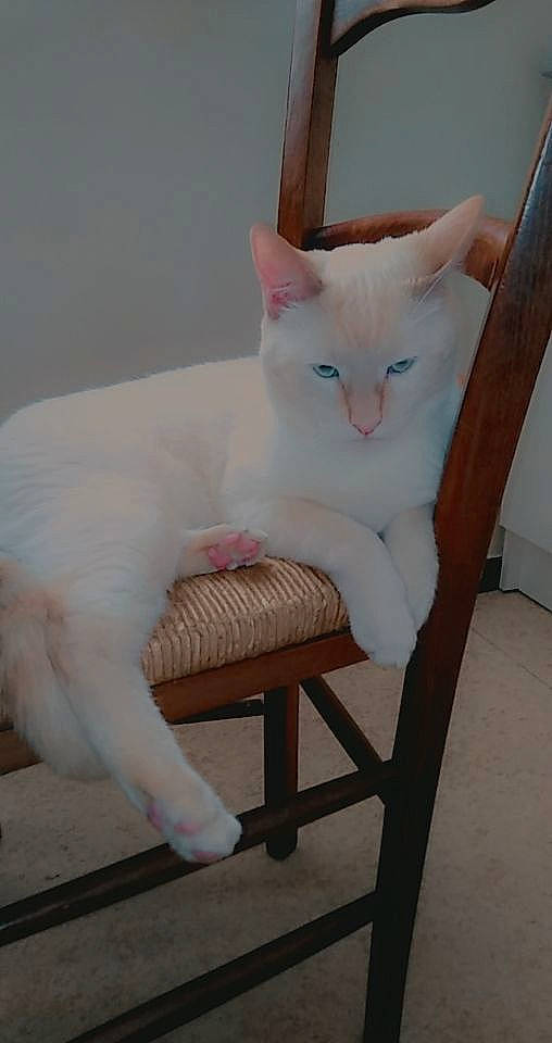 Pickatchu a rejoint le concours — aidez-le/la à gagner de superbes lots ! art, carnivore, cat, chair, comfort, domestic_short_haired_cat, ear, eye, fawn, felidae, fur, iris, mammal, sitting, small_to_medium_sized_cats, tail, vertebrate, whiskers, wood