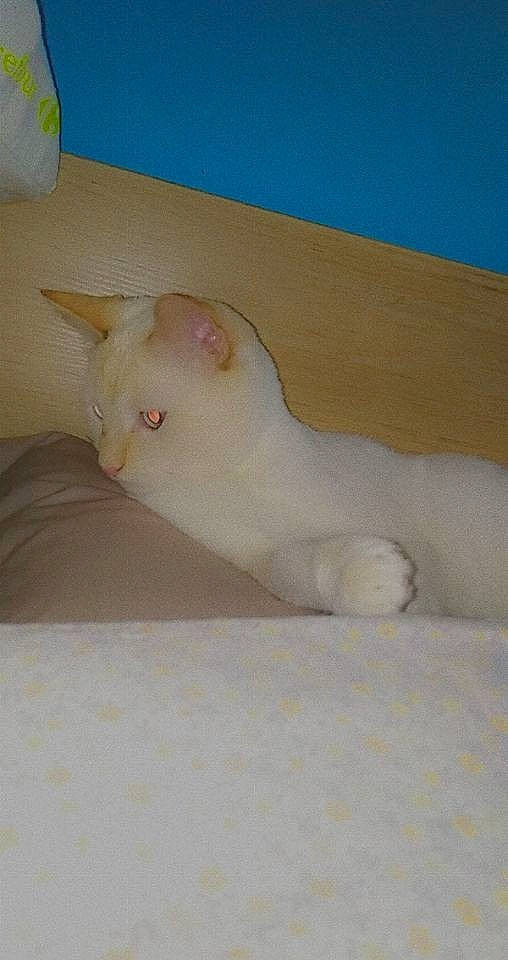 Pickatchu a rejoint le concours — aidez-le/la à gagner de superbes lots ! fawn, felidae, fur, hardwood, paw, plaster, small_to_medium_sized_cats, snout, tail, whiskers, wood