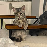 Stanley is registered to the contest to win money with this photo: kitten, cat, tabby, indoor, chair, cushion, furniture, blanket, paws, resting, curious, pet, domestic, cozy, home, decor, wood, gray, feline, young