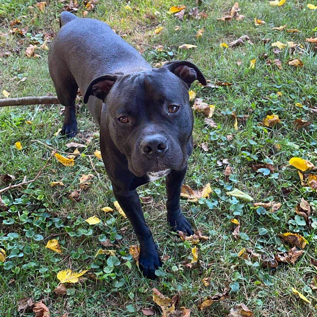 Bruno is registered to the contest to win money with this photo: animal, bulldog, canine, dog, face, grass, head, leaf, nature, outdoors, person, pet, photography, pitbull, plant, portrait, puppy, soil, tree, vegetation