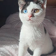 Kendra participe au concours pour gagner de l'argent avec cette photo : cat, kitten, heterochromia, blue_eye, amber_eye, white_fur, black_spots, whiskers, soft_blanket, indoor, pet, cute, curious, portrait, feline, animal, young_cat, fluffy, sitting, natural_light