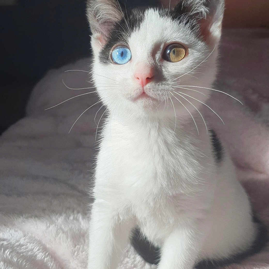 Kendra participe au concours pour gagner de l'argent avec cette photo : amber_eye, animal, black_spots, blue_eye, cat, curious, cute, feline, fluffy, heterochromia, indoor, kitten, natural_light, pet, portrait, sitting, soft_blanket, whiskers, white_fur, young_cat
