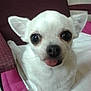 Diane participe au concours pour gagner de l'argent avec cette photo :
