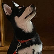 Venus joined the competition — help win amazing prizes! dog, black_and_white, indoor, carpet, collar, pet, canine, fur, ears, curious, sitting, wooden_furniture, leash, domestic_animal, animal, portrait, looking_up, companion, cute, alert