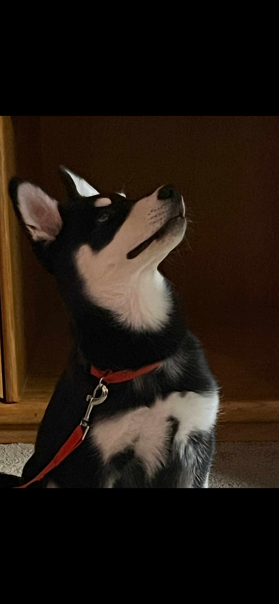 Venus joined the competition — help win amazing prizes! dog, black_and_white, indoor, carpet, collar, pet, canine, fur, ears, curious, sitting, wooden_furniture, leash, domestic_animal, animal, portrait, looking_up, companion, cute, alert