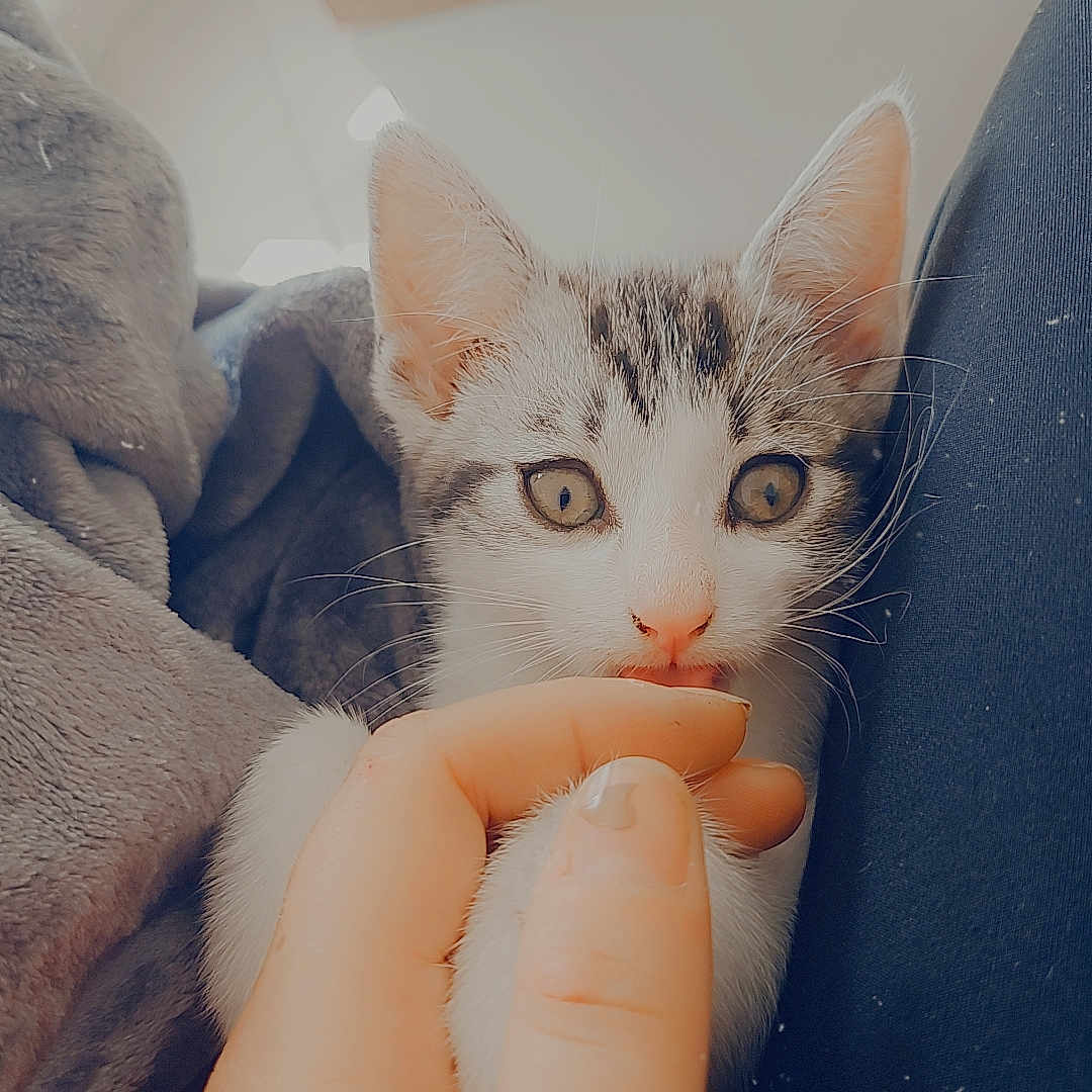Daisy a rejoint le concours — aidez-le/la à gagner de superbes lots ! abyssinian, animal, blanket, bodypart, cat, couch, doctor, ear, finger, furniture, hand, holdinghands, kitten, manx, person, pet, photography, siamese, wrist