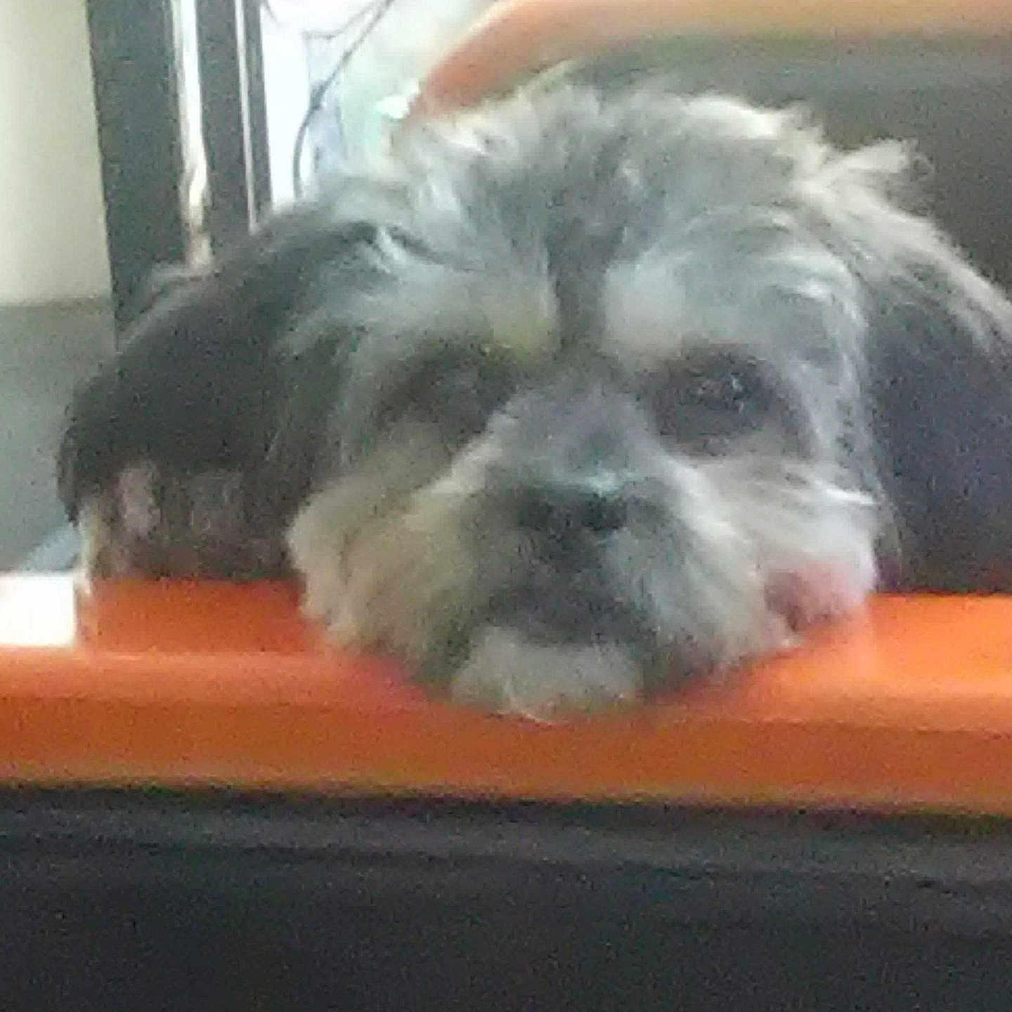 Pepper