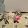 cat, kitten, siamese, toy, feather, pink, floor, tile, curious, pet, animal, indoor, playful, fur, paws, whiskers, ears, lying_down, looking, domestic