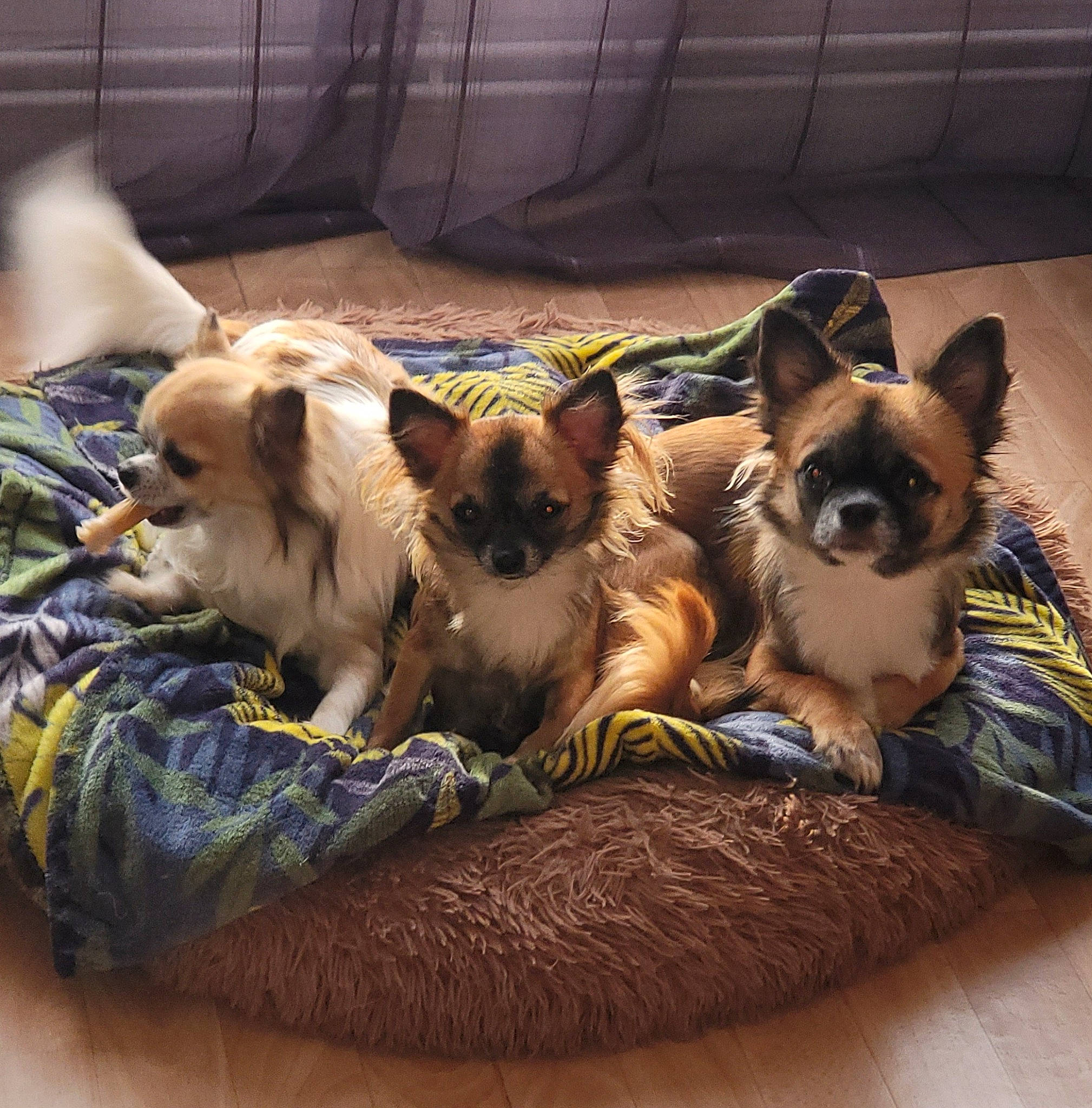 Tamia Topaze Ruby Ramses participe au concours pour gagner de l'argent avec cette photo : canidae, carnivore, comfort, companion_dog, dog, dog_breed, dog_supply, fawn, felidae, fur, paw, pet_supply, puppy, small_terrier, small_to_medium_sized_cats, snout, sporting_group, toy_dog, whiskers, working_animal