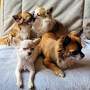 Tamia Topaze Ruby Ramses a rejoint le concours — aidez-le/la à gagner de superbes lots ! animal, blanket, canine, chihuahua, companionship, cute, cute_animals, cute_pets, dog, domestic_animal, ears, friendship, fur, indoor, paw, pet, relaxing, resting, small_dog, snout