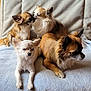 animal, blanket, canine, chihuahua, companionship, cute, cute_animals, cute_pets, dog, domestic_animal, ears, friendship, fur, indoor, paw, pet, relaxing, resting, small_dog, snout
