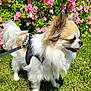brown_fur, canine, cute, dog, flower_bush, fluffy, garden, grass, happy, leash, long_hair, nature, outdoor, pet, pink_flowers, side_view, small_dog, sunny, walking, white_fur