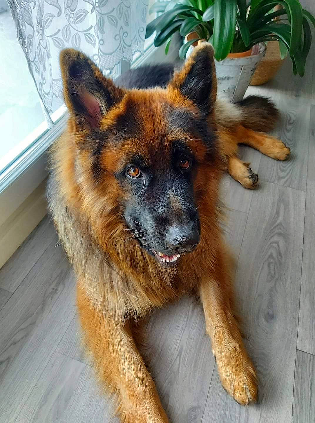 Orco participe au concours pour gagner de l'argent avec cette photo : canidae, carnivore, companion_dog, dog, dog_breed, east_european_shepherd, eye, fawn, fur, german_shepherd_dog, head, herding_dog, king_shepherd, old_german_shepherd_dog, plant, snout, sporting_group, whiskers, working_animal, working_dog
