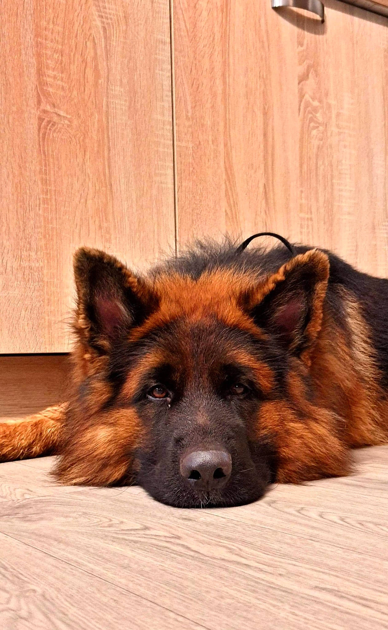 Orco a rejoint le concours — aidez-le/la à gagner de superbes lots ! art, canidae, canis, carnivore, dog, dog_breed, eye, fawn, flooring, fur, hardwood, herding_dog, king_shepherd, snout, sporting_group, terrestrial_animal, wildlife, wood, working_dog