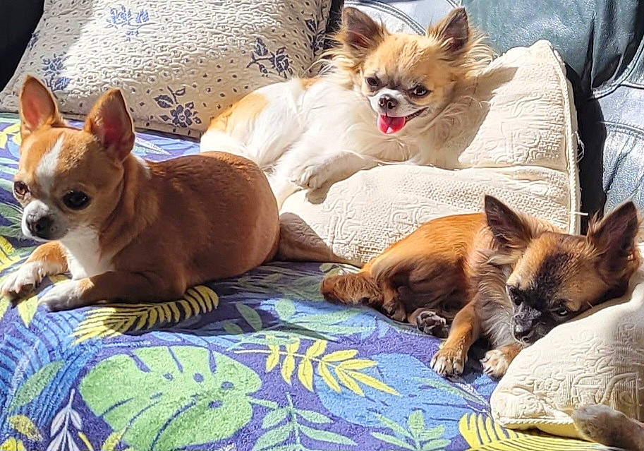 Tamia Et Topaze a rejoint le concours — aidez-le/la à gagner de superbes lots ! canidae, carnivore, comfort, companion_dog, corgi_chihuahua, dog, dog_breed, dog_supply, fawn, felidae, fur, linens, nap, non_sporting_group, paw, russkiy_toy, snout, sporting_group, toy_dog, whiskers