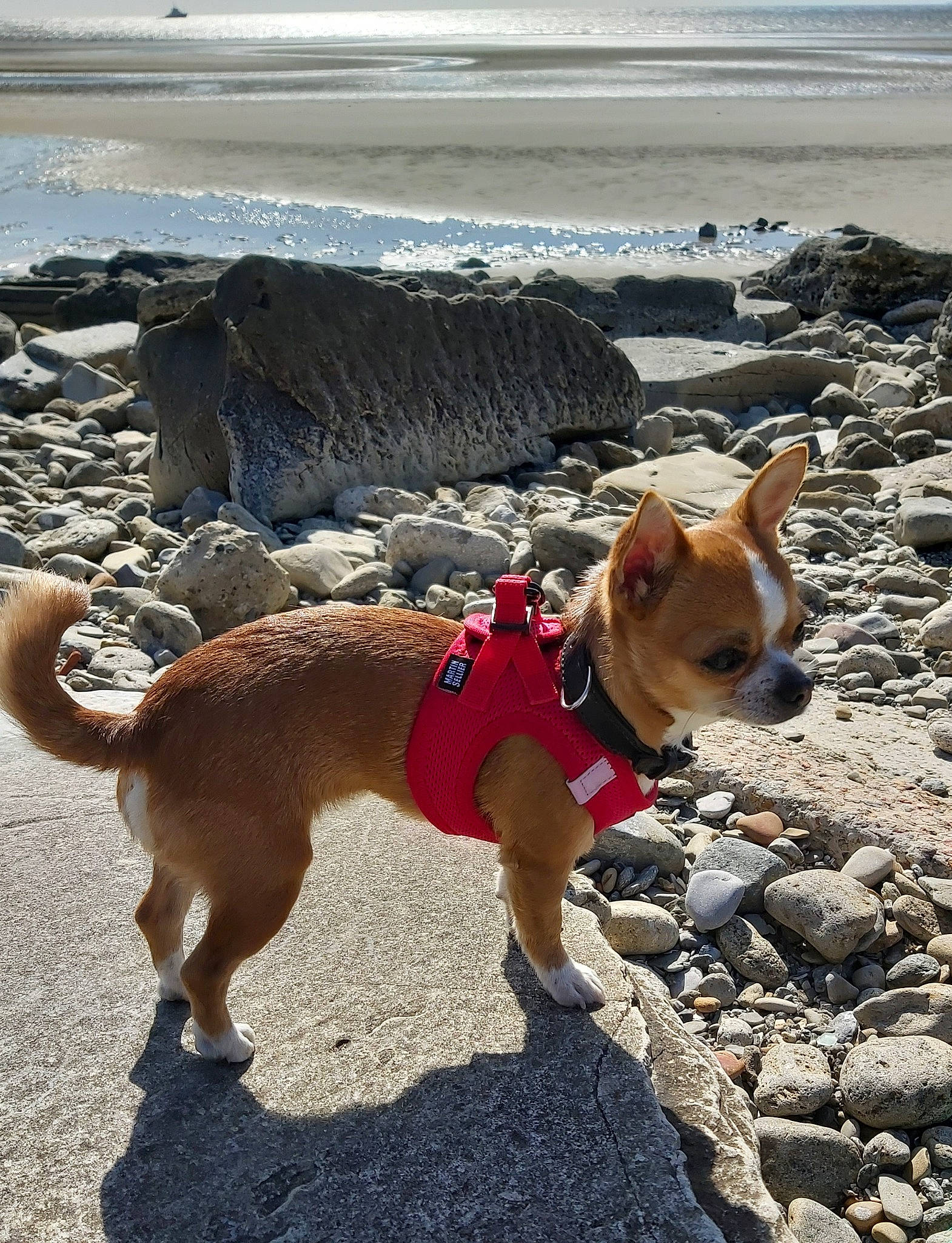 Ruby participe au concours pour gagner de l'argent avec cette photo : adventure, beach, canidae, carnivore, collar, companion_dog, dog, dog_breed, dog_clothes, dog_collar, dog_supply, fashion_accessory, fawn, leash, mammal, pet_supply, sporting_group, vertebrate, water, working_animal