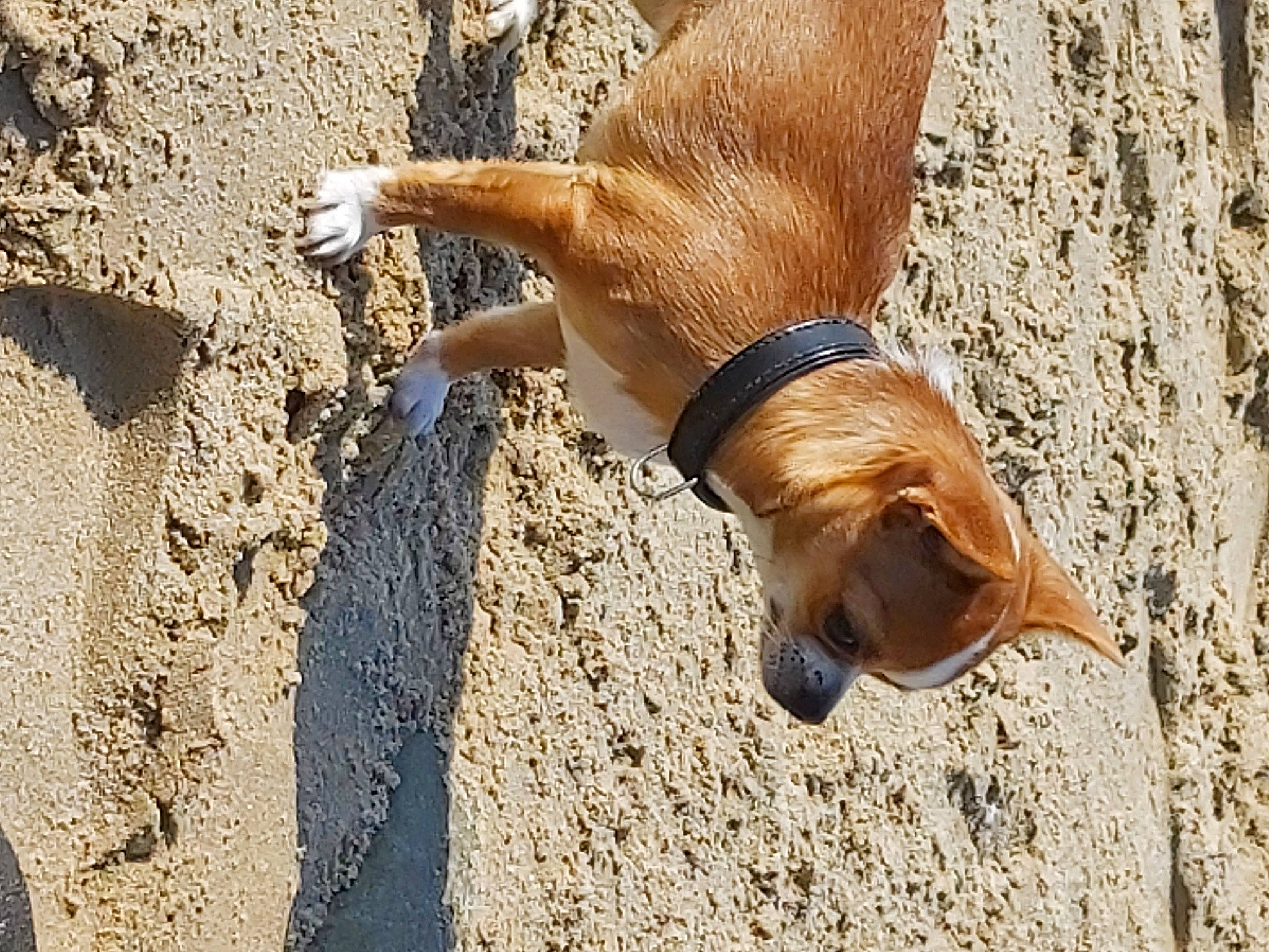 Ruby a rejoint le concours — aidez-le/la à gagner de superbes lots ! canidae, carnivore, companion_dog, dog, dog_breed, fawn, fur, human_leg, landscape, leash, liver, shadow, snout, soil, sporting_group, tail, terrestrial_animal, watch, wildlife, wood