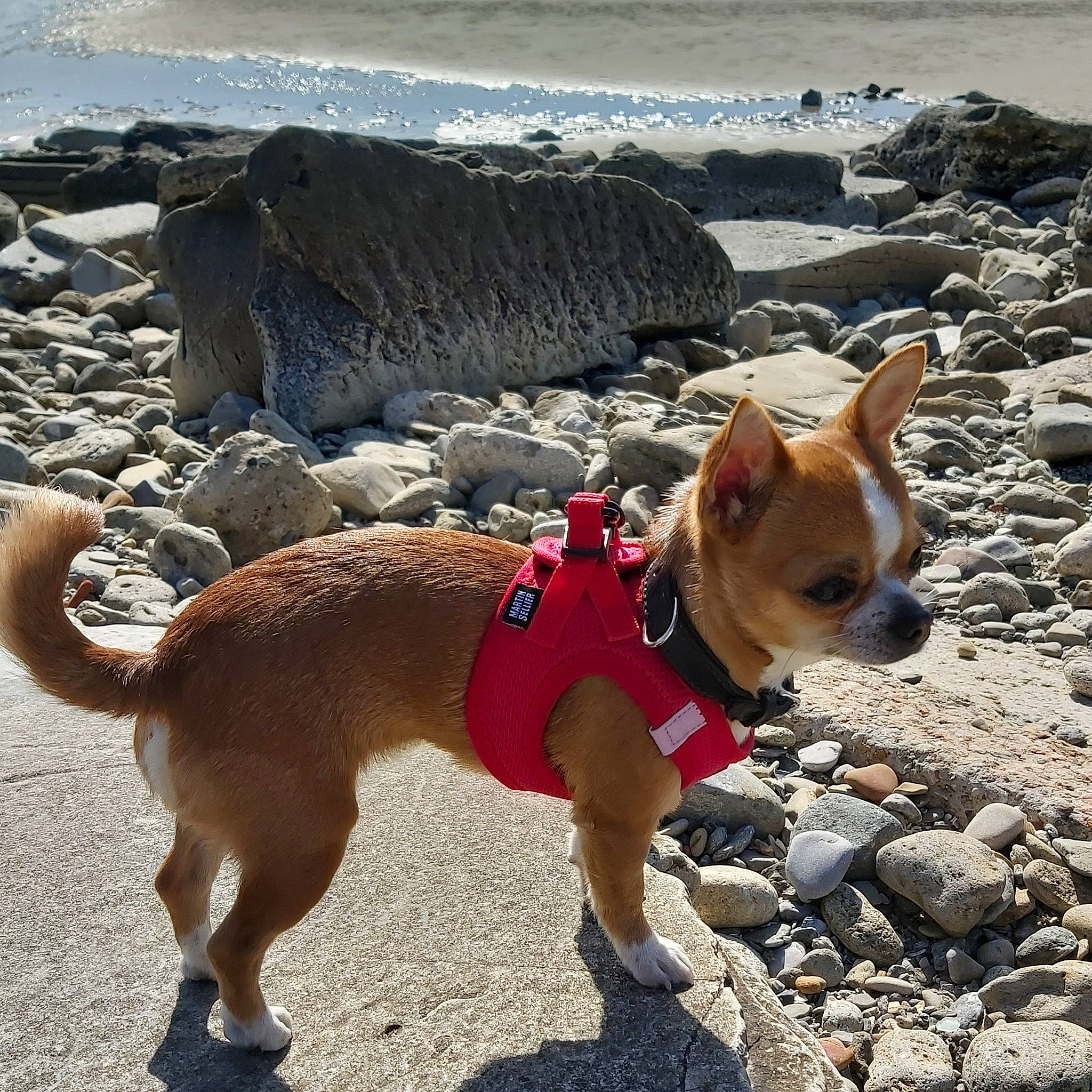 Ruby participe au concours pour gagner de l'argent avec cette photo : adventure, beach, canidae, carnivore, collar, companion_dog, dog, dog_breed, dog_clothes, dog_supply, fashion_accessory, fawn, leash, mammal, pet_supply, recreation, snout, sporting_group, water, working_animal