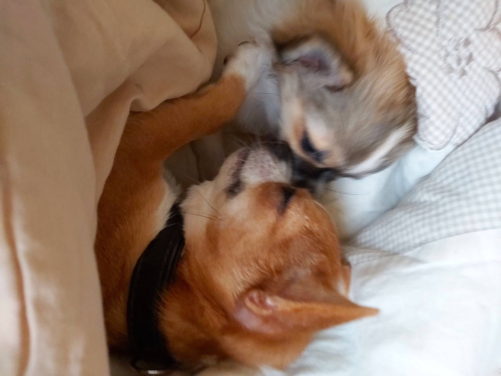 Ruby a rejoint le concours — aidez-le/la à gagner de superbes lots ! canidae, carnivore, comfort, companion_dog, dog, dog_breed, ear, fawn, felidae, fur, linens, liver, paw, small_to_medium_sized_cats, snout, sporting_group, toy_dog, whiskers, working_animal, wrinkle