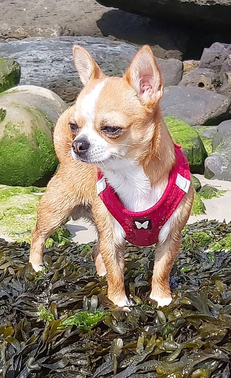 Ramses Et Ruby a rejoint le concours — aidez-le/la à gagner de superbes lots ! adventure, canidae, carnivore, chihuahua, companion_dog, dog, dog_breed, dog_clothes, dog_supply, fawn, grass, plant, snout, sporting_group, tail, terrestrial_animal, terrier, toy_dog, whiskers, working_animal