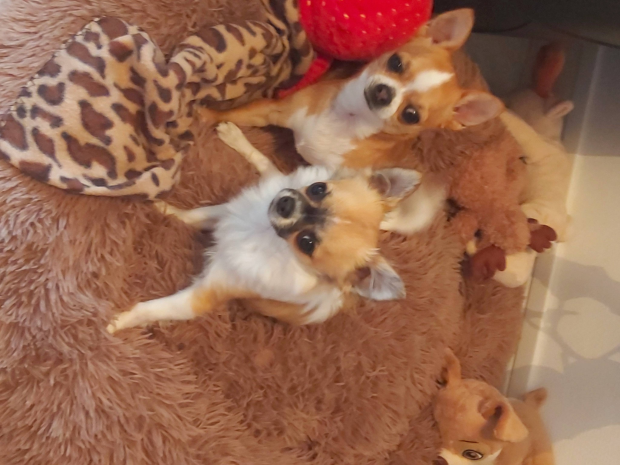 Ramses Et Ruby a rejoint le concours — aidez-le/la à gagner de superbes lots ! big_cats, canidae, carnivore, companion_dog, dog_breed, dog_supply, fawn, felidae, fur, liver, mammal, paw, small_to_medium_sized_cats, snout, sporting_group, tail, terrestrial_animal, toy, toy_dog, whiskers