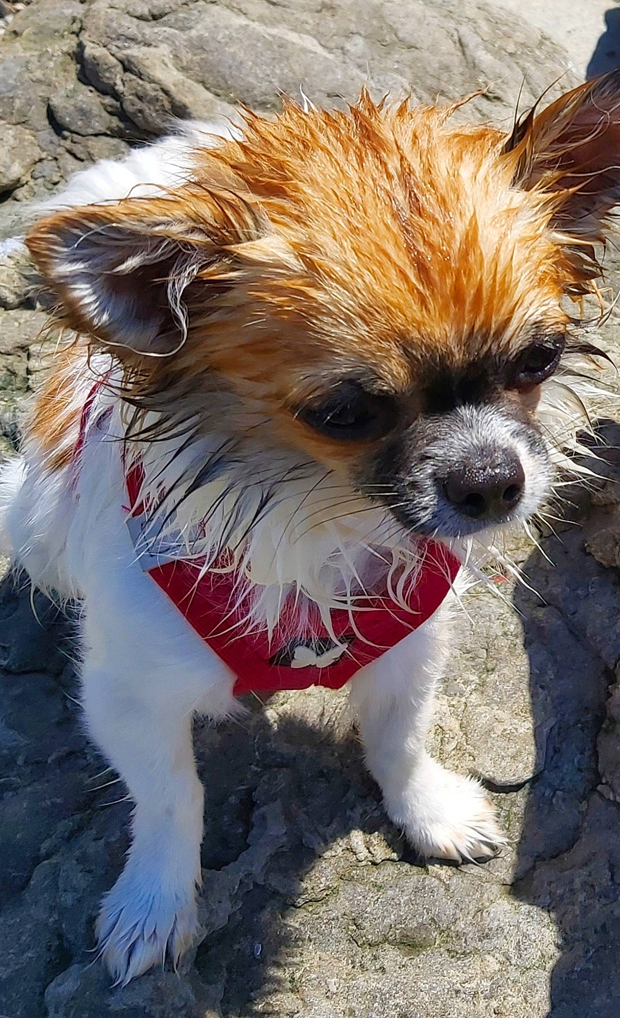 Ramses Et Ruby a rejoint le concours — aidez-le/la à gagner de superbes lots ! canidae, carnivore, collar, companion_dog, dog, dog_breed, dog_collar, dog_supply, eye, fawn, fur, liver, small_terrier, snout, sporting_group, terrestrial_animal, terrier, toy_dog, whiskers, working_animal