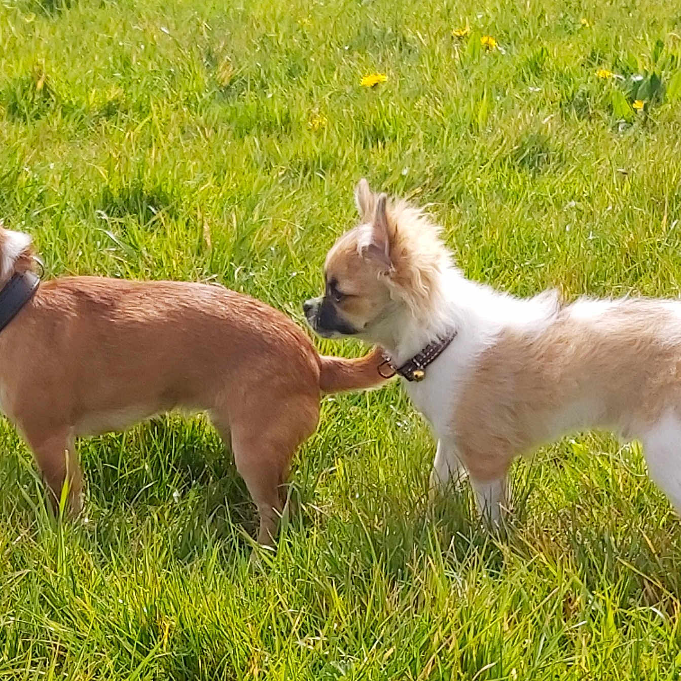 Ramses Et Ruby