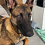 Volt participe au concours pour gagner de l'argent avec cette photo : alert, animal, belgian_malinois, black, blanket, brown, canine, couch, dog, ears, floor, fur, household, indoor, living_room, pet, portrait, resting, tile, water_bottles