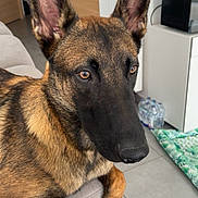 Volt participe au concours pour gagner de l'argent avec cette photo : alert, animal, belgian_malinois, black_muzzle, blanket, brown_fur, close_up, companion, couch, dog, door, ears, floor_tiles, furniture, household_items, indoor, mammal, pet, portrait, water_bottles