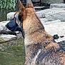 Volt participe au concours pour gagner de l'argent avec cette photo : alert, animal, canine, dog, ears, fur, german_shepherd, greenery, landscape, mammal, nature, outdoor, pet, pond, profile, rocks, standing, water, wildlife, willow_tree