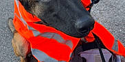 Volt participe au concours pour gagner de l'argent avec cette photo : alert, animal, black_cap, black_fur, brown_fur, canine, cap, close_up, construction, dog, ears_up, hard_hat, leash, orange_vest, outdoor, pavement, pet, safety_vest, sitting, working_dog