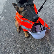 Voltt a rejoint le concours — aidez-le/la à gagner de superbes lots ! animal, black_dog, brown_dog, canine, cap, closeup, construction_helmet, dog, funny, leash, obedient, outdoor, pavement, pet, reflective_clothing, safety_vest, sitting, street, urban, wearing_clothes