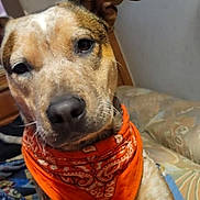 Daisy Mae is registered to the contest to win money with this photo: dog, bandana, orange, pet, indoor, blanket, cushion, fur, ear, face, animal, cute, looking, closeup, portrait, friendly, domestic, mammal, companion, relaxed