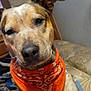 dog, bandana, orange, pet, indoor, blanket, cushion, fur, ear, face, animal, cute, looking, closeup, portrait, friendly, domestic, mammal, companion, relaxed