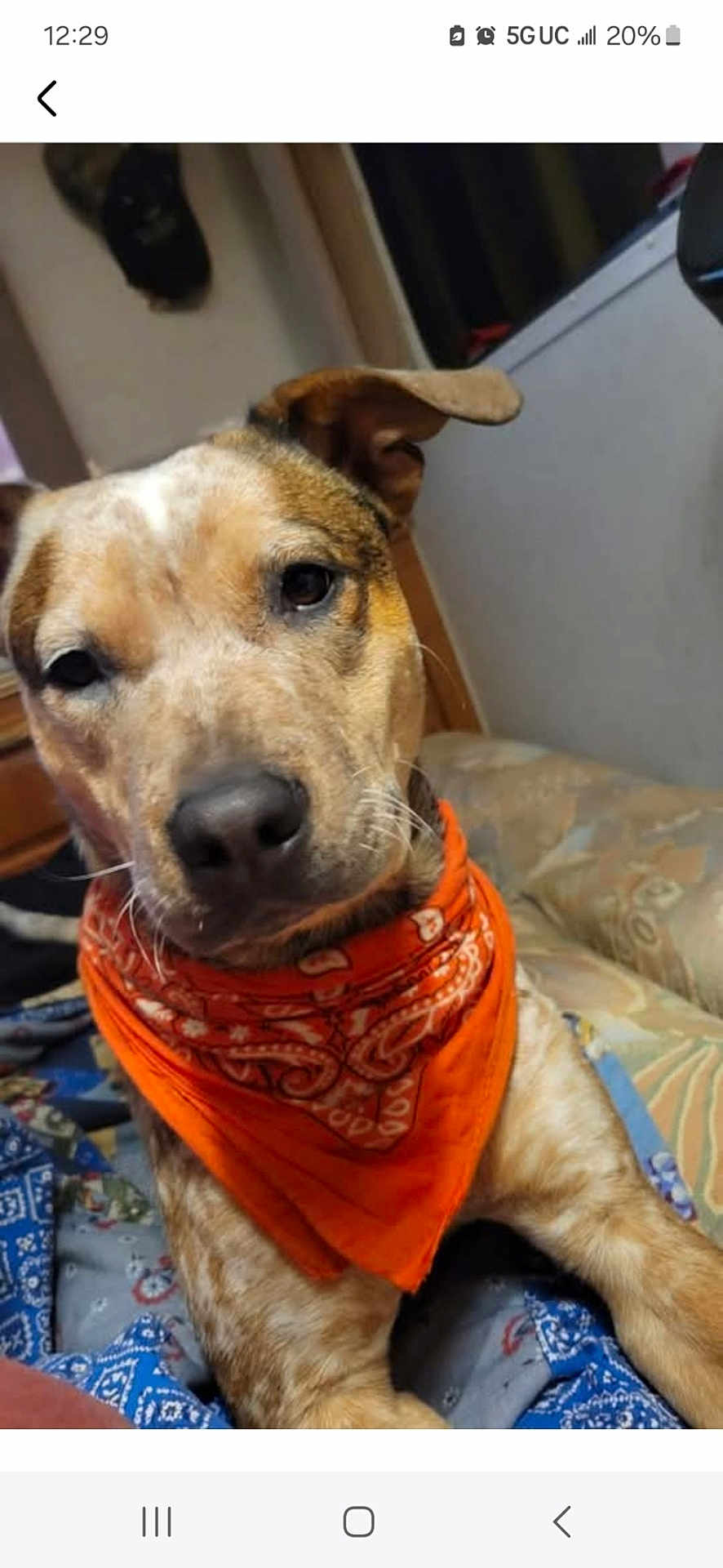 Daisy Mae is registered to the contest to win money with this photo: dog, bandana, orange, pet, indoor, blanket, cushion, fur, ear, face, animal, cute, looking, closeup, portrait, friendly, domestic, mammal, companion, relaxed