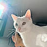 Urio a rejoint le concours — aidez-le/la à gagner de superbes lots ! cat, white_cat, heterochromia, blue_eye, green_eye, sunlight, lens_flare, indoor, window, floor, tile_floor, relaxation, person_feet, blurred_background, whiskers, close_up, pet, animal, domestic_cat, calm