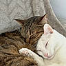 Urio participe au concours pour gagner de l'argent avec cette photo : adorable, animal, blanket, cat, close_up, companion, cozy, cuddle, cute, friendship, fur, indoor, paw, pet, relaxation, resting, sleeping, soft_texture, tabby_cat, white_cat