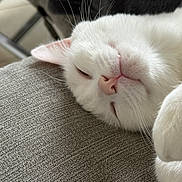 Urio a rejoint le concours — aidez-le/la à gagner de superbes lots ! animal, cat, close_up, cozy, cute, domestic_cat, face, feline, fur, indoor, paw, peaceful, pet, pink_nose, relaxation, resting, sleeping, soft_texture, whiskers, white_cat