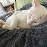 Urio participe au concours pour gagner de l'argent avec cette photo : cat, sleeping, white_cat, pet, cozy, blanket, indoor, fur, paw, resting, cute, animal, domestic_cat, feline, closeup, soft, relaxation, home, comfort, nap