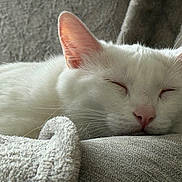 Urio participe au concours pour gagner de l'argent avec cette photo : cat, white_cat, sleeping, cozy, blanket, pet, fur, closeup, resting, indoor, animal, whiskers, ears, face, cute, relaxation, comfort, soft_texture, nap, domestic_cat