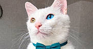 Urio participe au concours pour gagner de l'argent avec cette photo : cat, white_cat, heterochromia, blue_eye, amber_eye, bow_tie, pet, animal, cute, portrait, indoor, feline, whiskers, paws, curious, looking_up, soft_lighting, neutral_background, close_up, domestic_cat